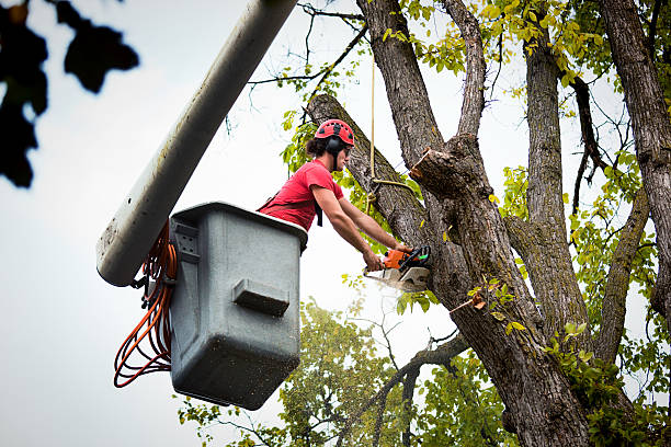 Best Seasonal Cleanup (Spring/Fall)  in Hainesvle, IL